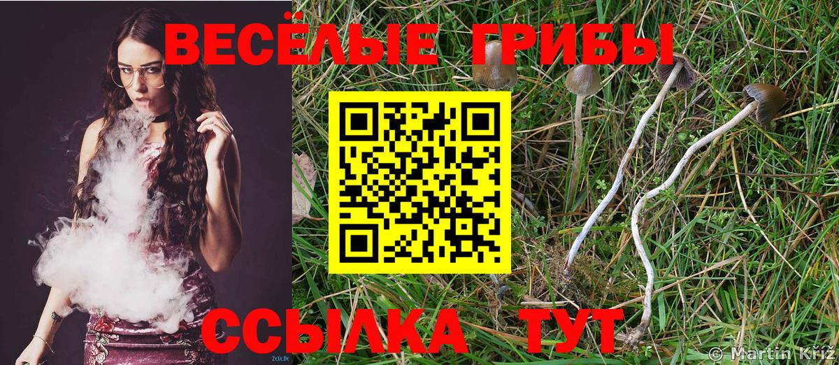 Галлюциногенные грибы Psilocybine cubensis Скопин